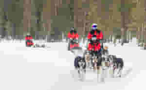 Stage 5: Dog sledding
