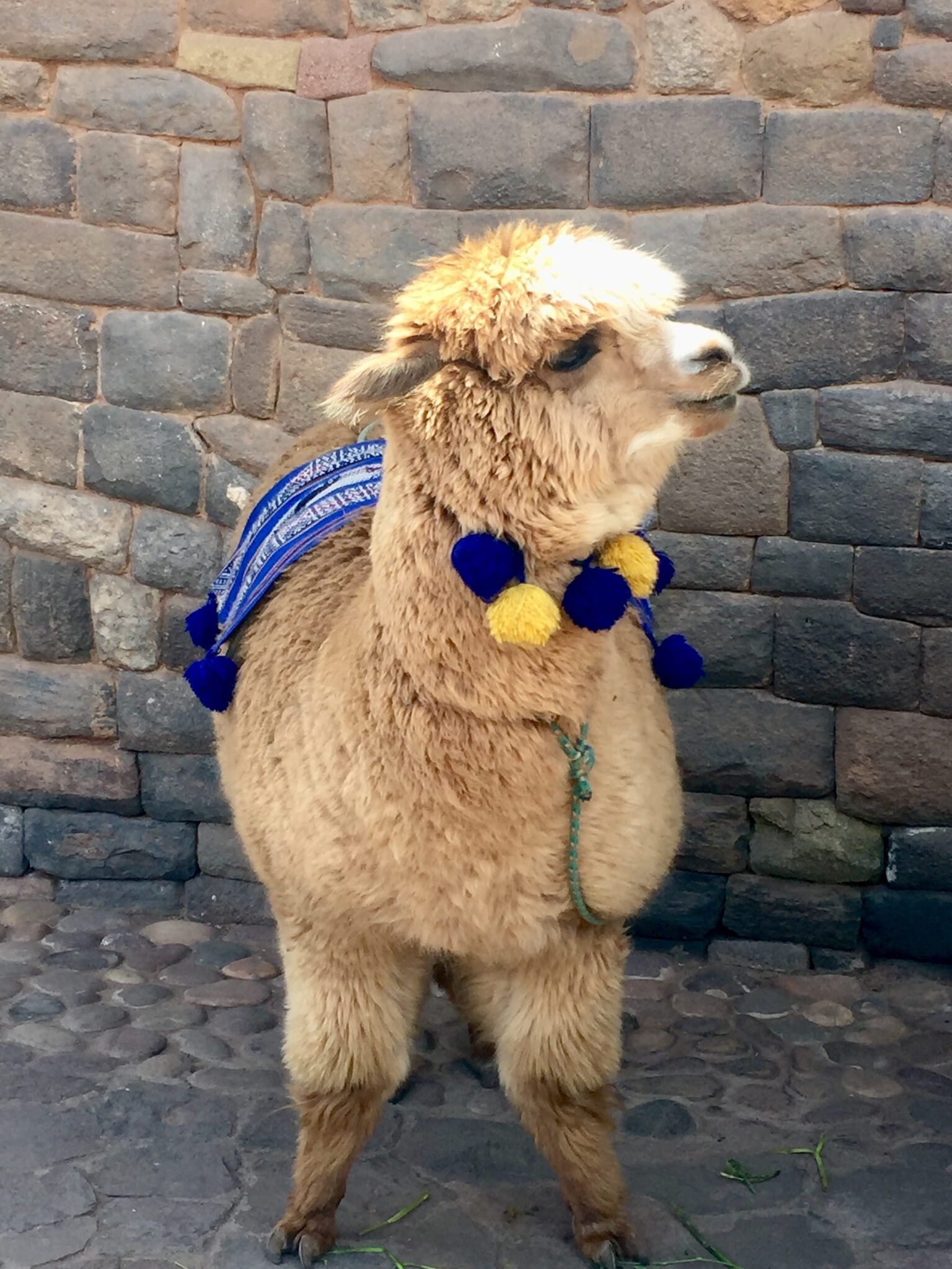 Laura Schofield (Kings) 2