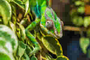 chameleon 384957 scaled