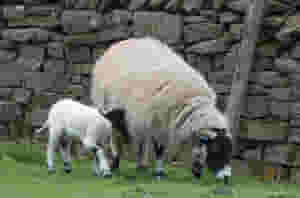 sheep ge97ccd1b5 1920