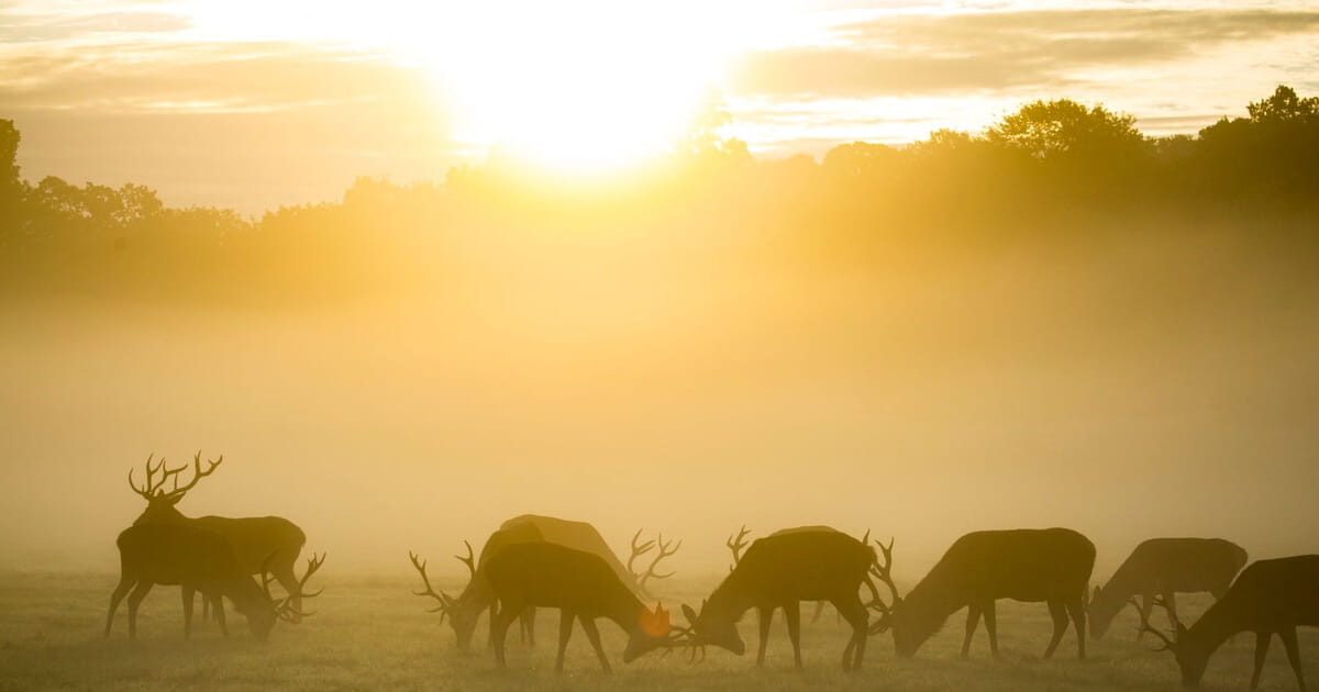 Blended’s Backyard Ultra Sat 8 Jun 2024 TimeOutdoors