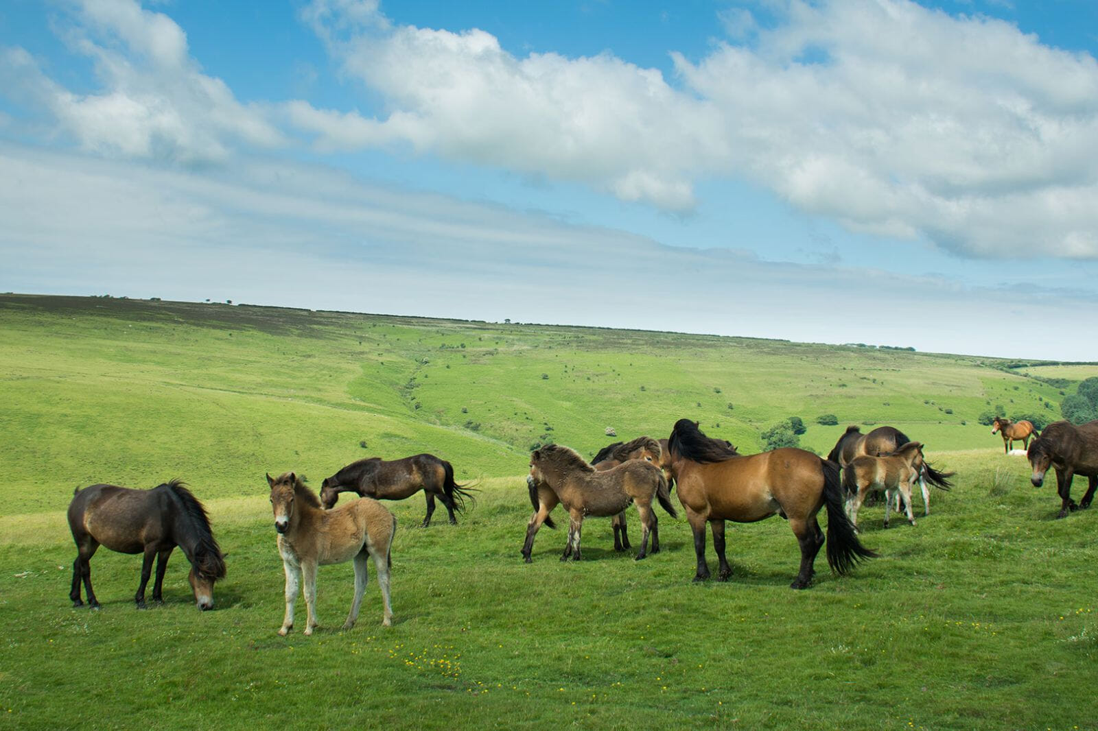 Welcome to the 65th edition of this historic event! The Perambulation is Exmoor National Park’s iconic traditional self-navigated circular long-distance walking event dating back over 725 years!