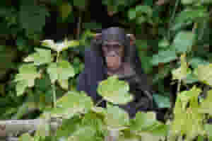 Chimpanzee trekking