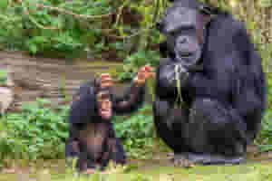 Chimpanzee trekking