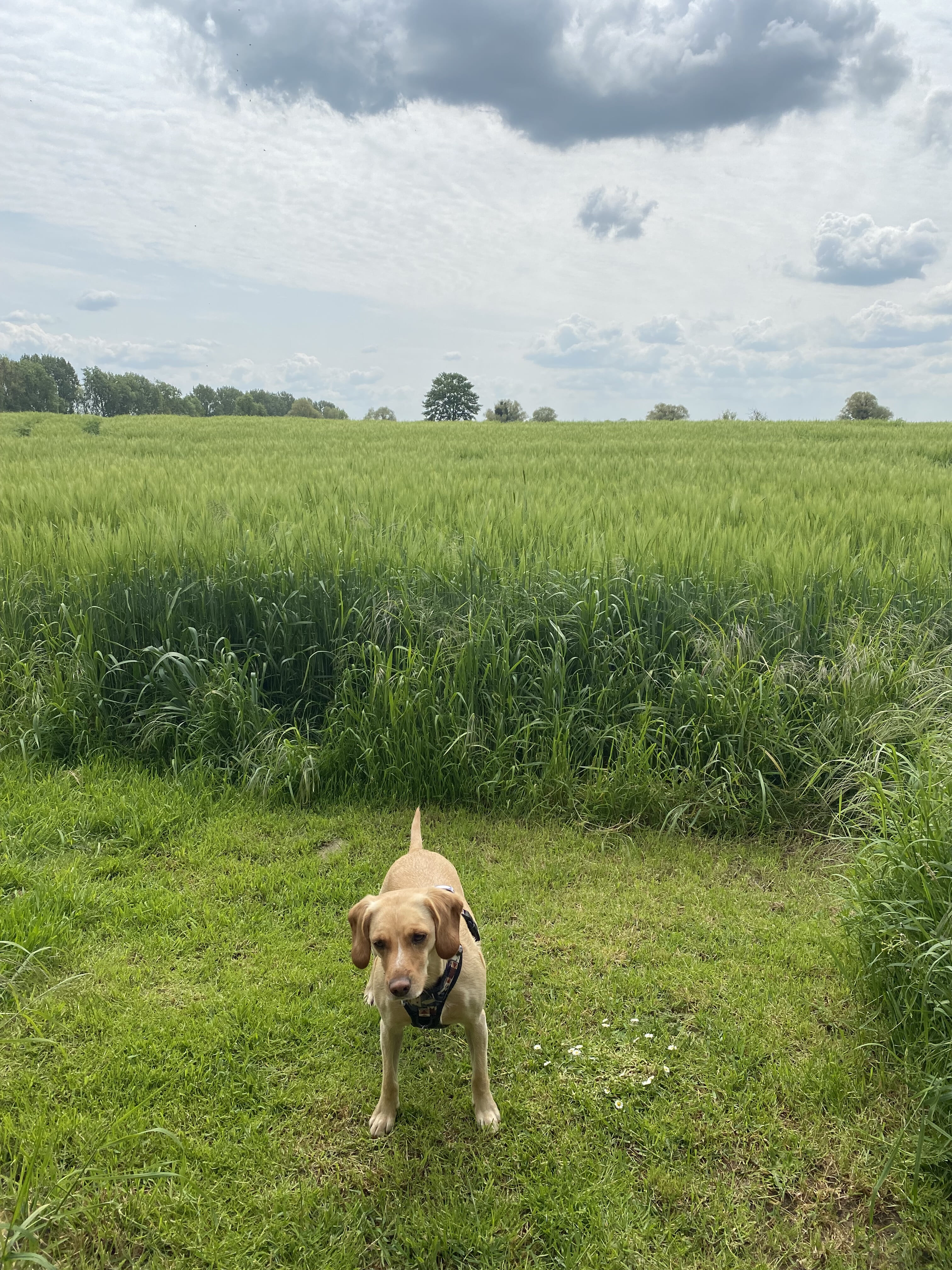 Muggy lunchtime run!