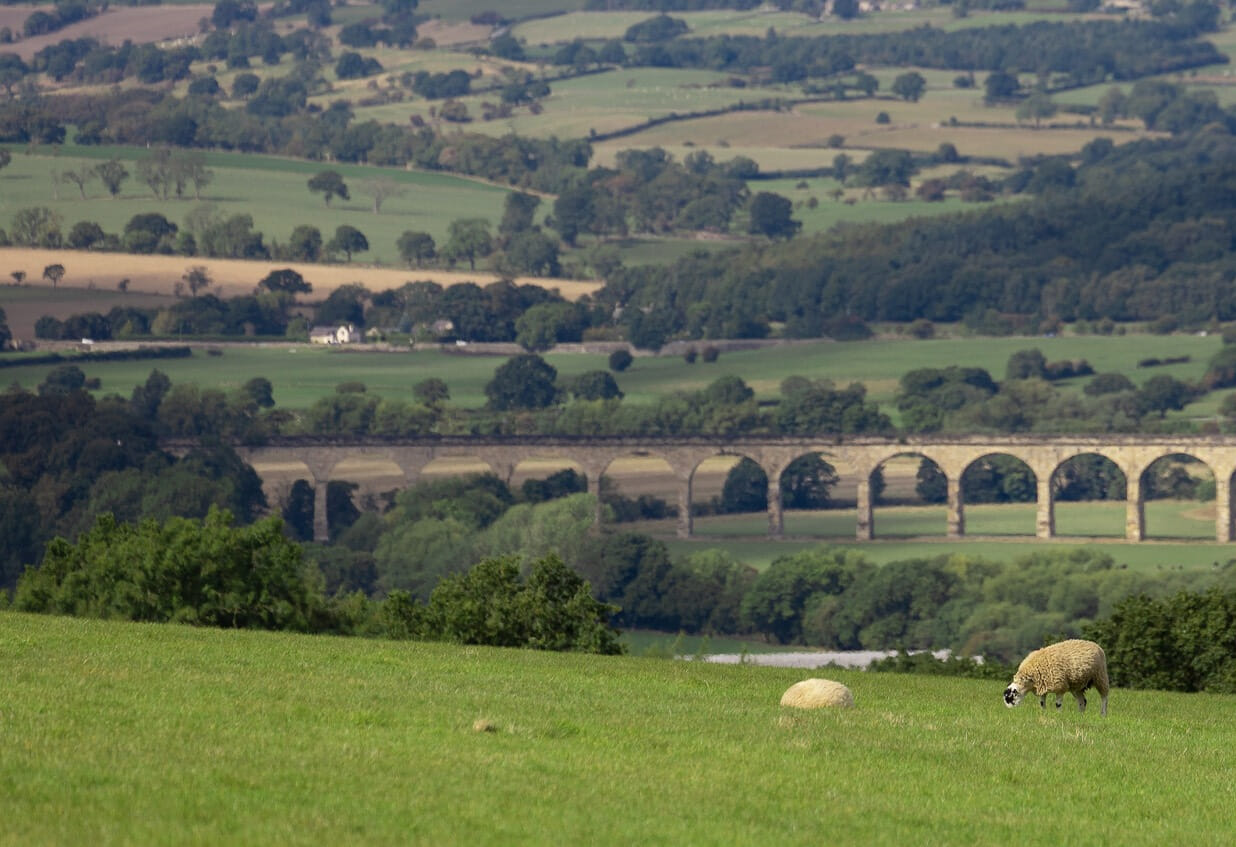 Welcome Great Owl Running 🦉