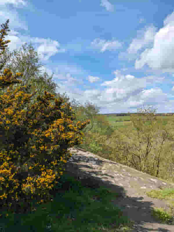 Lunchtime walk: Valley Gardens and Pinewoods