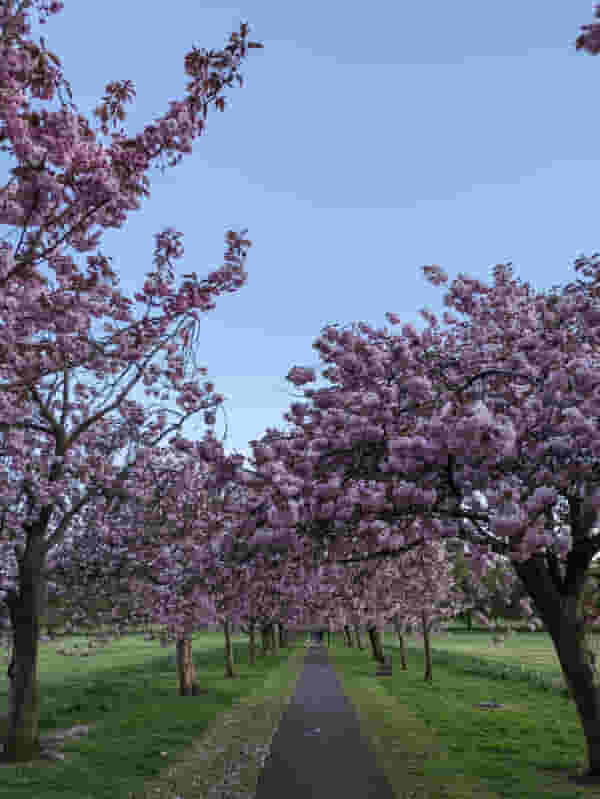 Stray cherry blossoms evening walk