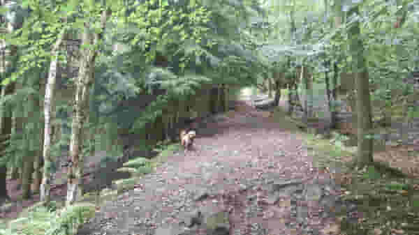 Do a walk