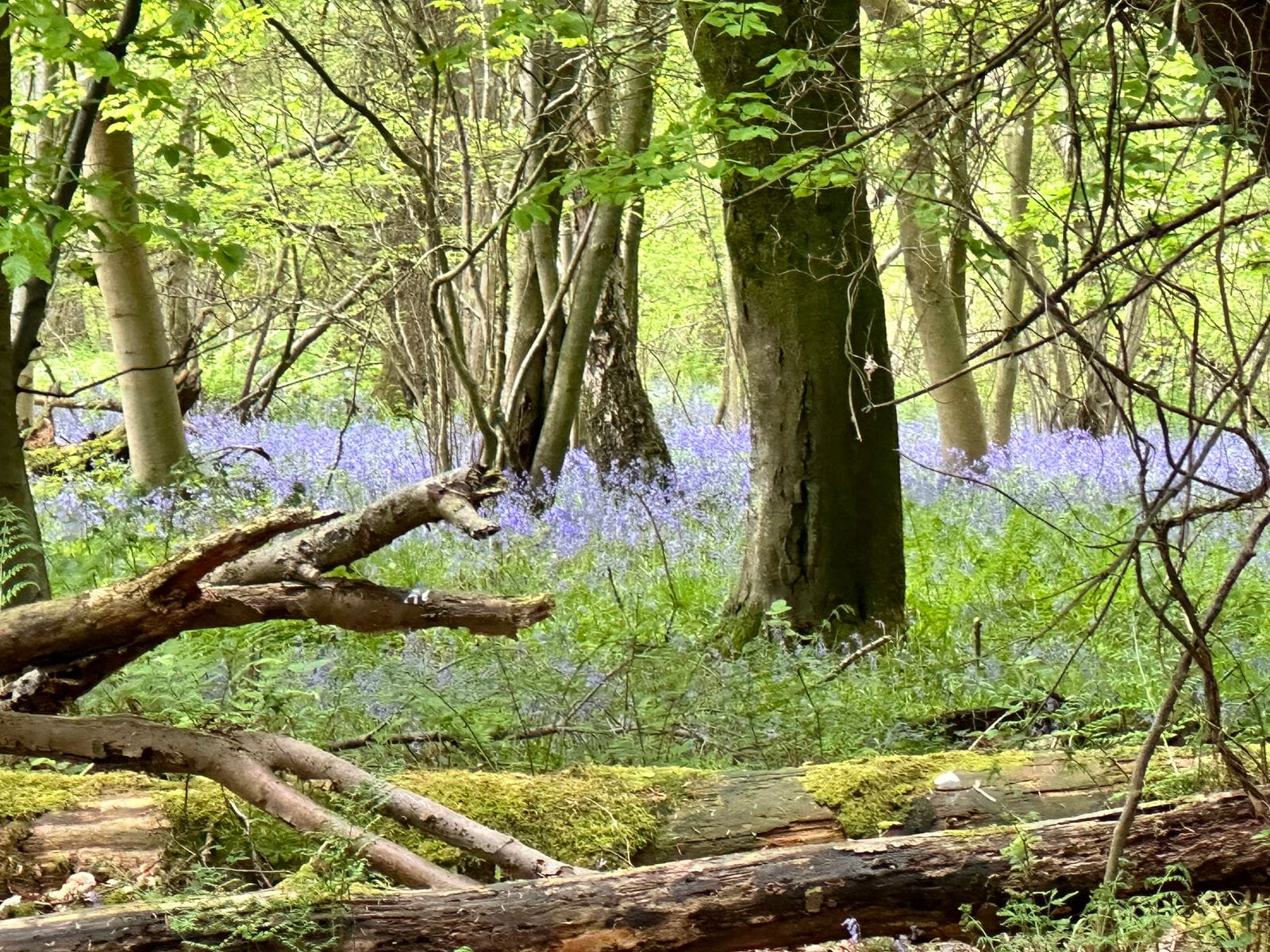 Push your limits on a historic trail run through Ironbridge Gorge with scenic views, testing climbs, and a rewarding finish with great food, drink, and well-earned bling.