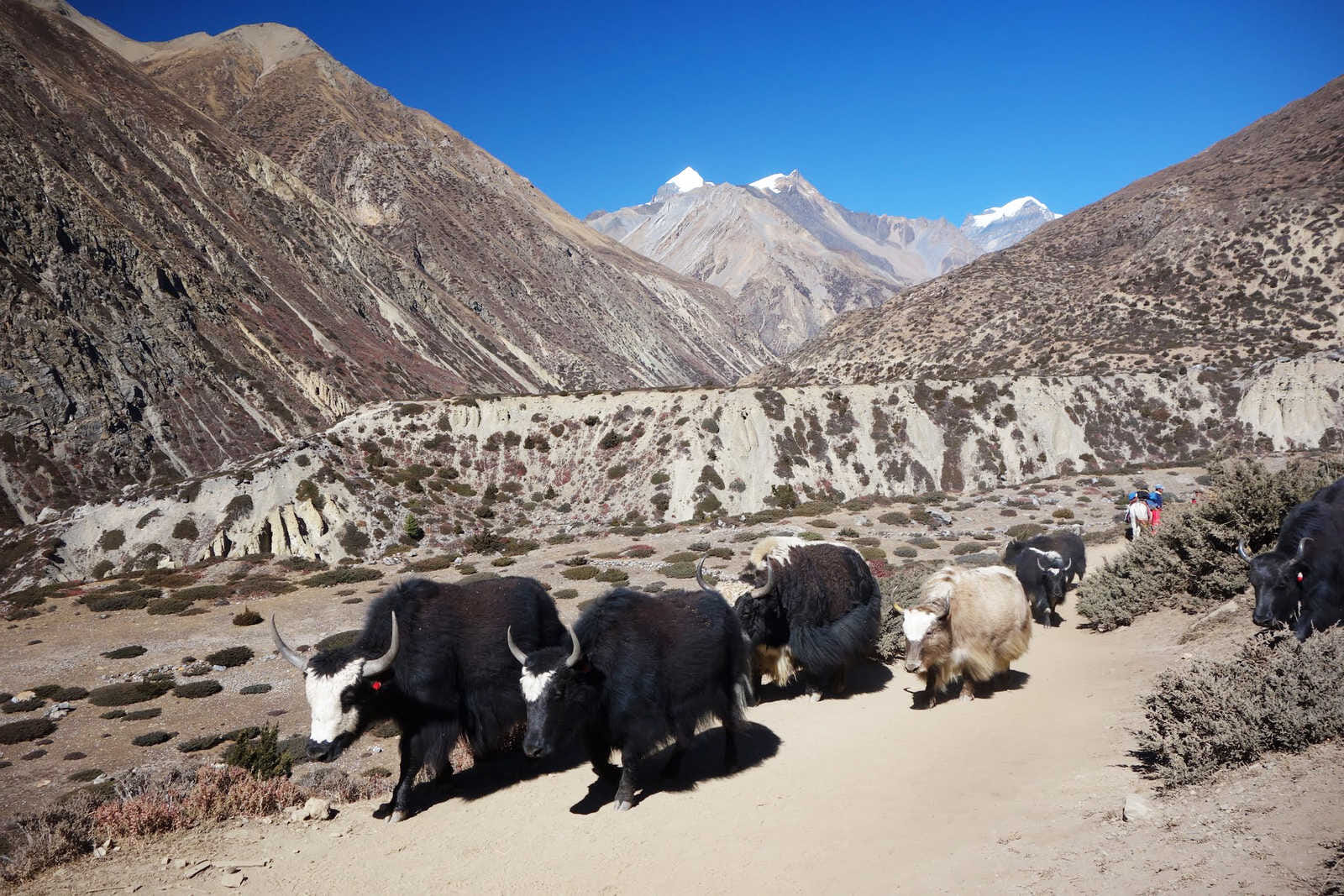 yak in kharka nepal 51