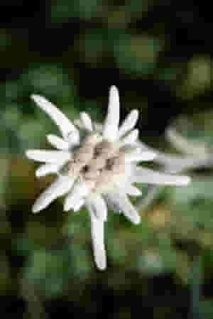 edelweiss flower in the alps 295