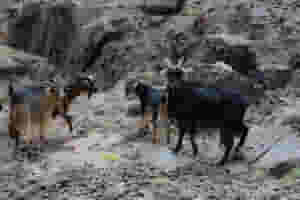 mountain goats by nelter refuge on toubkal moore jenny 3116