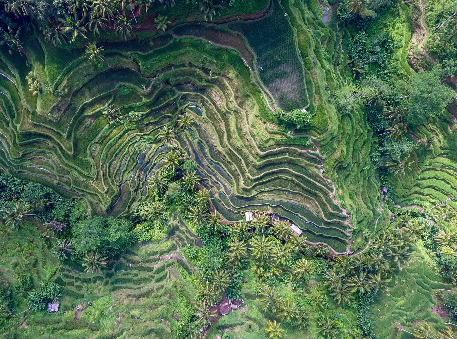 rice terraces of tegallalang in indonesia 1420