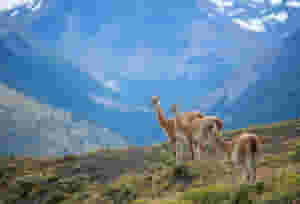 vicunas patagonian national park shutterstock 2339