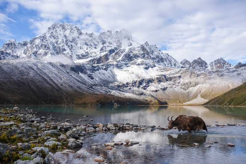yak crossing the gokyo lake khumjung nepal 357