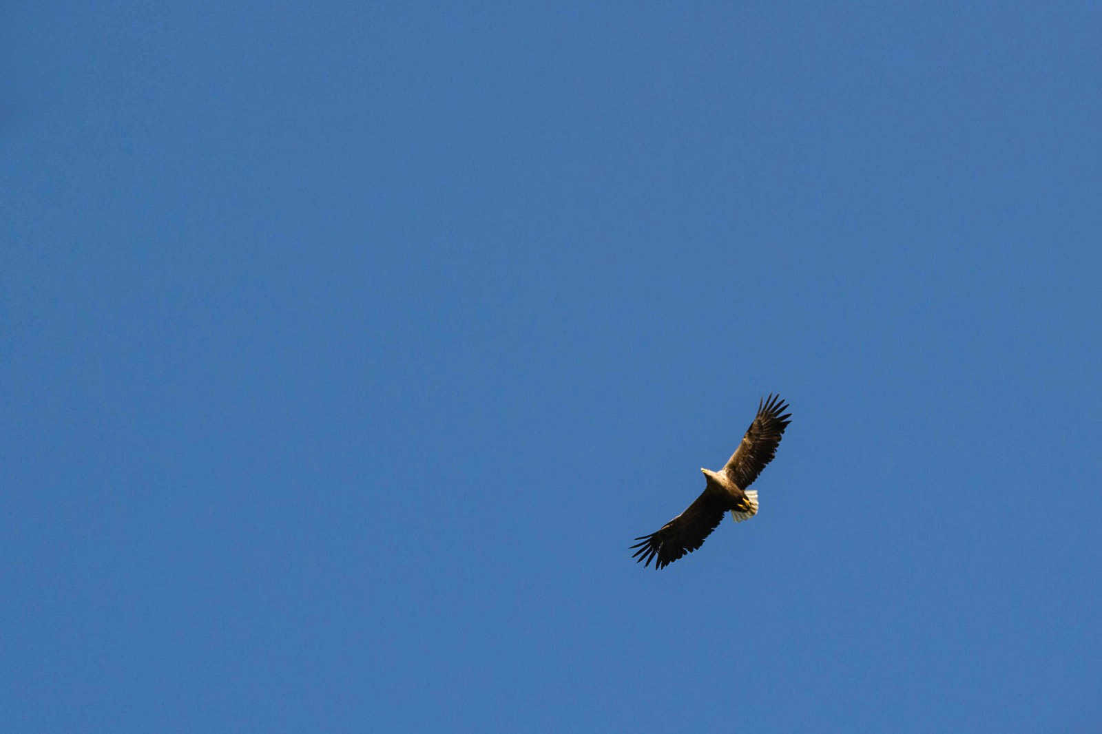 sea eagle in norway 1117
