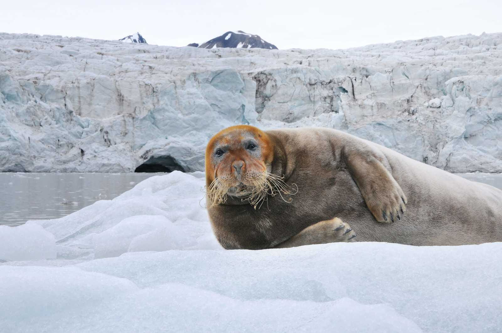 bearded seal in spitsbergen 1143