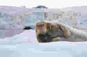 bearded seal in spitsbergen 1143