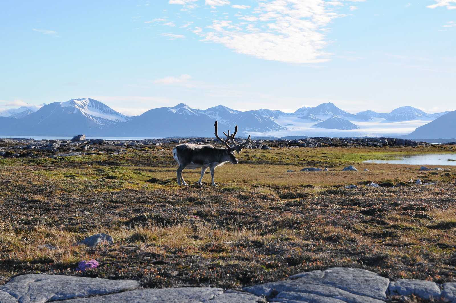 reindeer in tundra in svalbard 1149