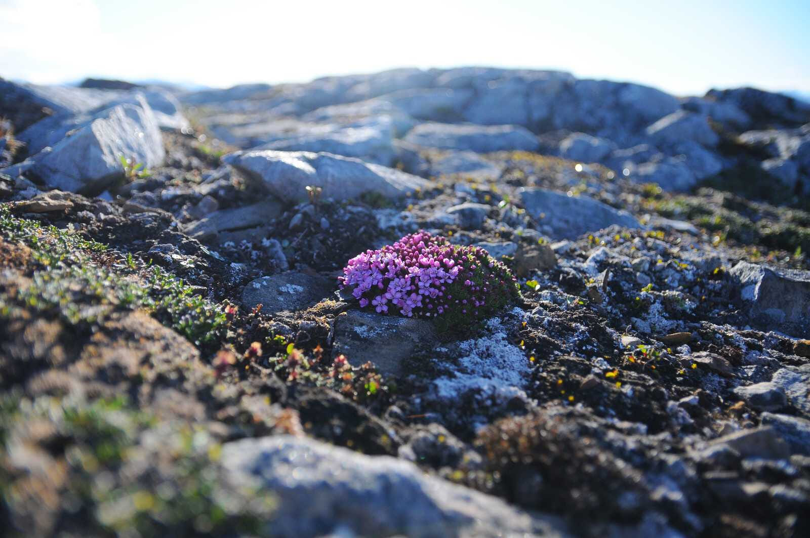 wild polar flower in spitsbergen 1148