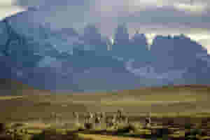 Patagonian wildlife