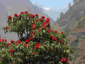rhododendron during the manaslu circuit trek 419