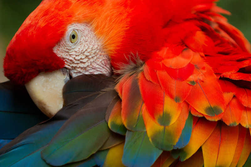 the beautiful colours of a macaw adobe stock 3317