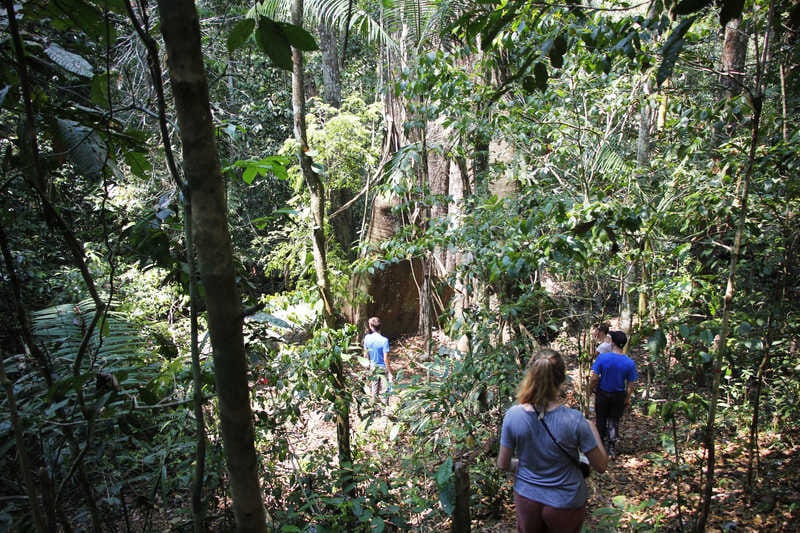 hikers in the amazon rainforest 885
