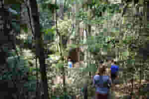 hikers in the amazon rainforest 885