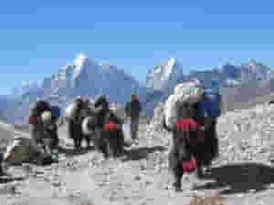 yaks during a trek in nepal 379