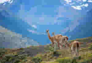 vicunas in a patagonian national park 652