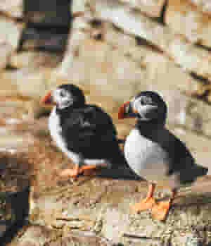 couple of puffins on the rock 152