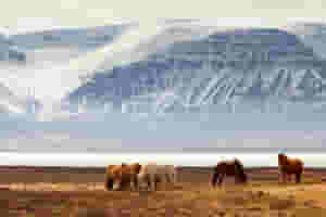 herd of icelandic horses in their natural habitat 140