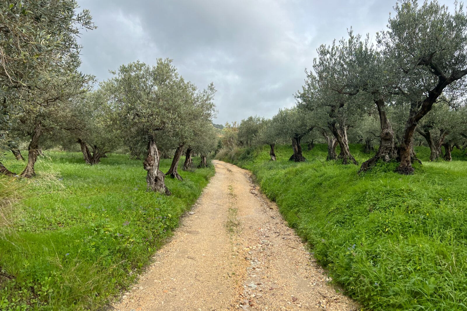 Love running? Love wine? Sicily's first wine marathon is here! Join in for all the wine, pizza and pasta you can imagine and have the time of your life.