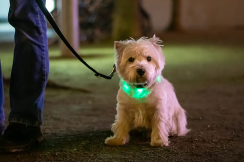 Dog with light-up collar