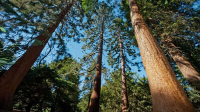 Giant Redwoods