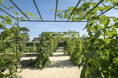 Kitchen Garden