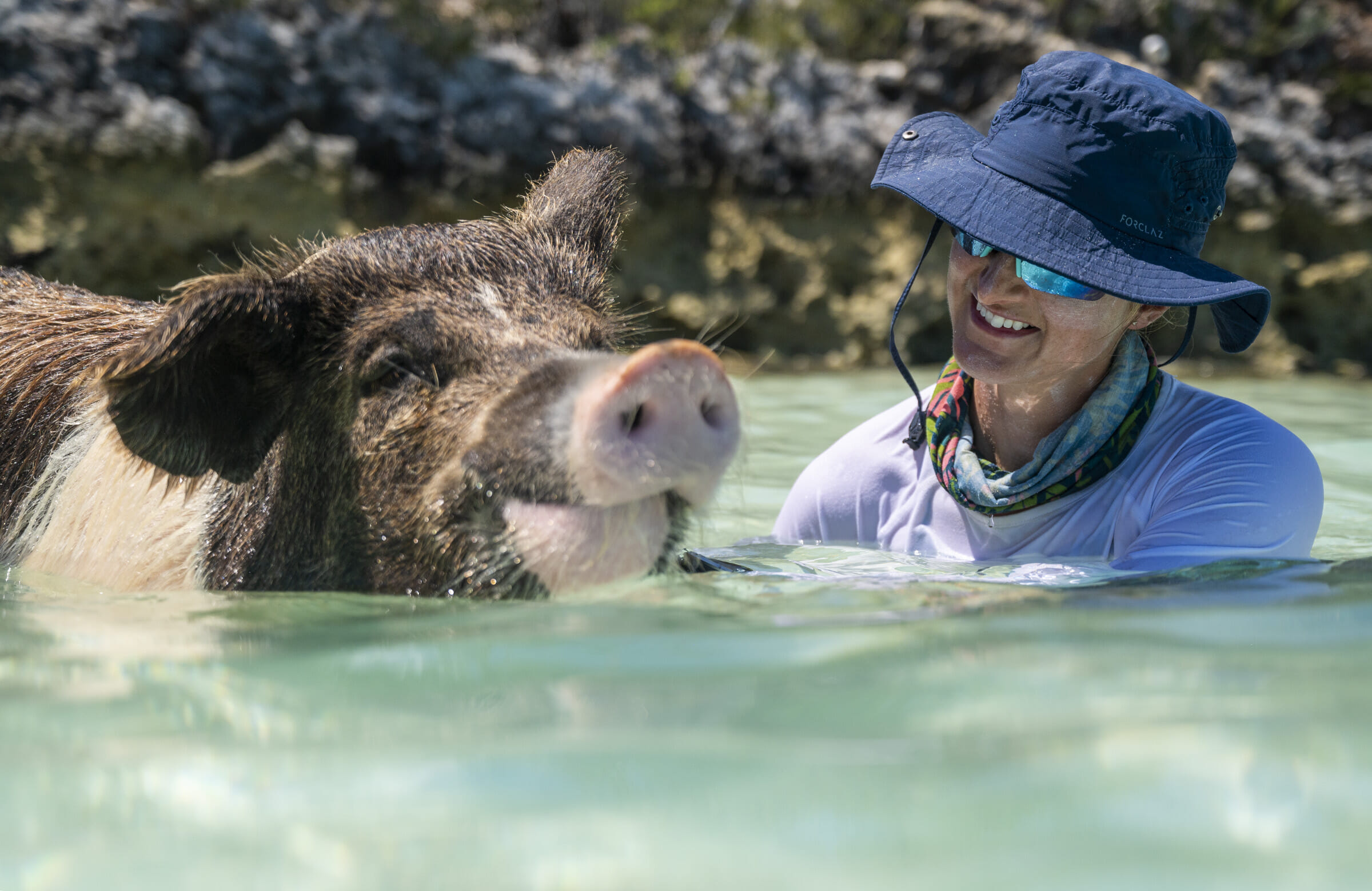 Join the swimming pigs