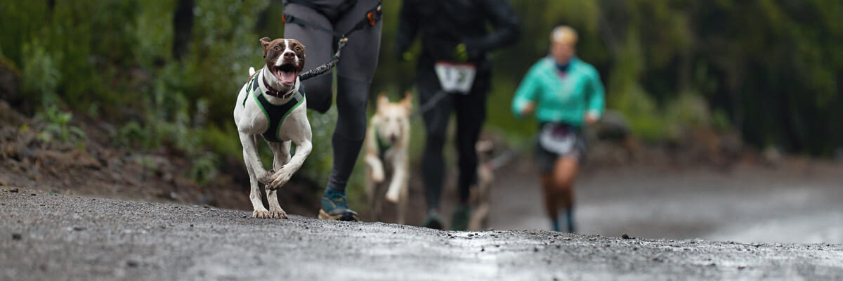 Exeter Trail Races | 10K canicross | Sat 28 Mar 2026