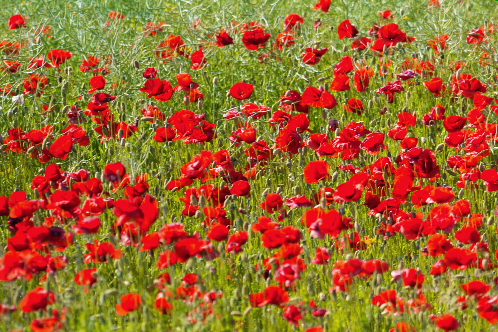 Your chance to remember those who have given the ultimate sacrifice during conflicts around the world, with a two-minute silence, a 7-hour run, then a Remembrance medal, goody bag and special pin.