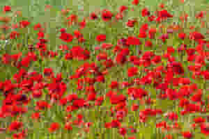 Your chance to remember those who have given the ultimate sacrifice during conflicts around the world, with a two-minute silence, a 7-hour run, then a Remembrance medal, goody bag and special pin.