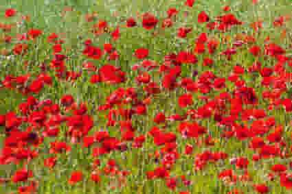 Remembrance Day Run | South