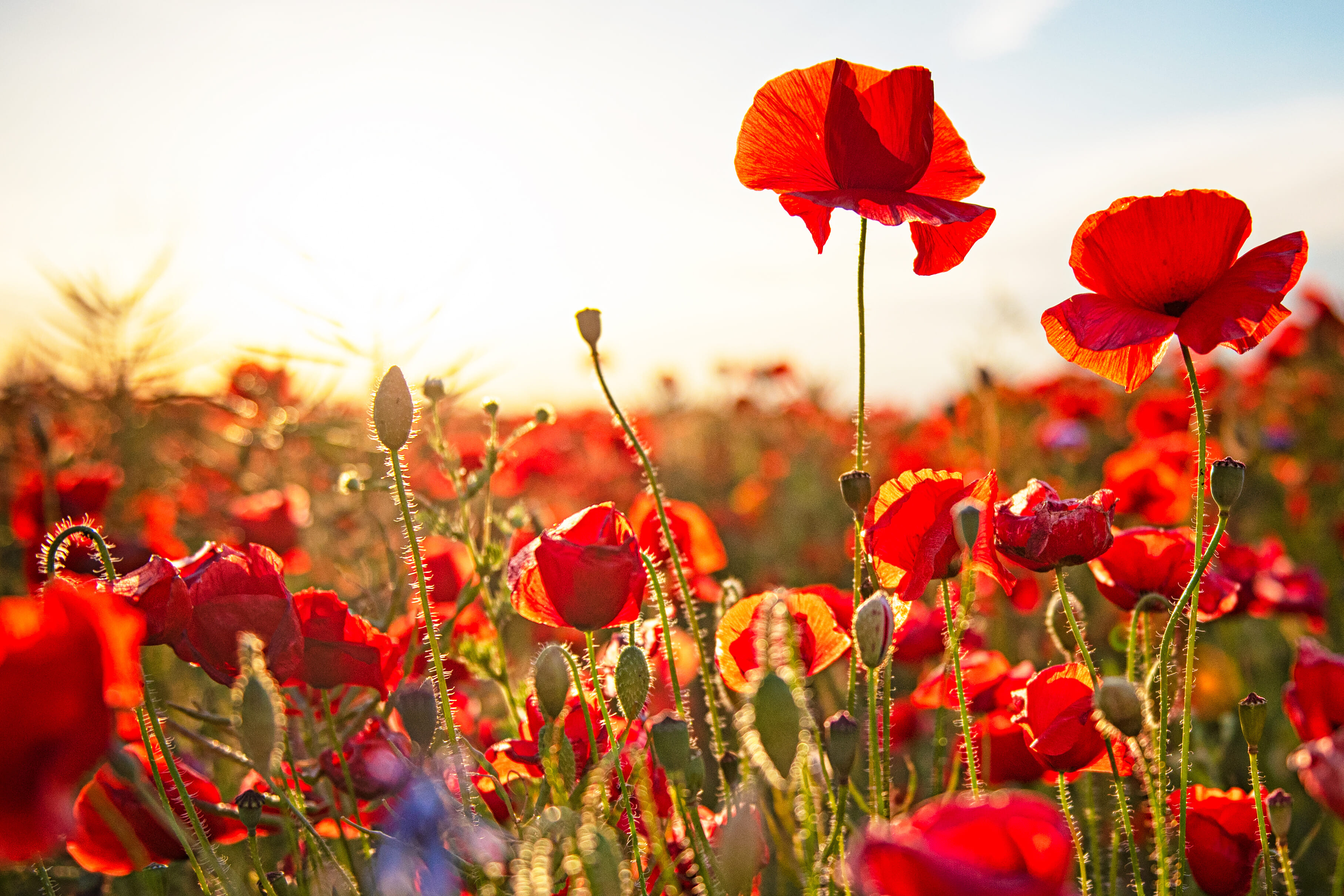 Your chance to remember those who have given the ultimate sacrifice during conflicts around the world, with a two-minute silence, 3K run, then a Remembrance medal.