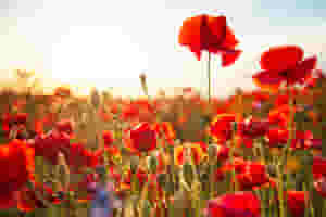 Your chance to remember those who have given the ultimate sacrifice during conflicts around the world, with a two-minute silence, 3K run, then a Remembrance medal.