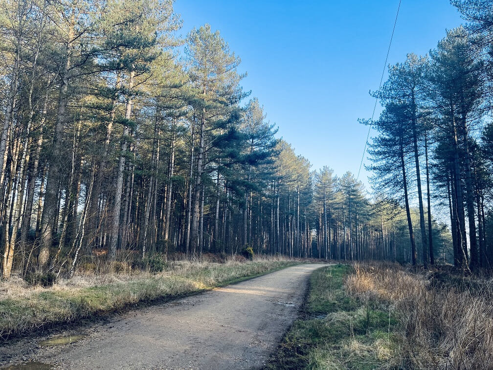 Hurn Forest