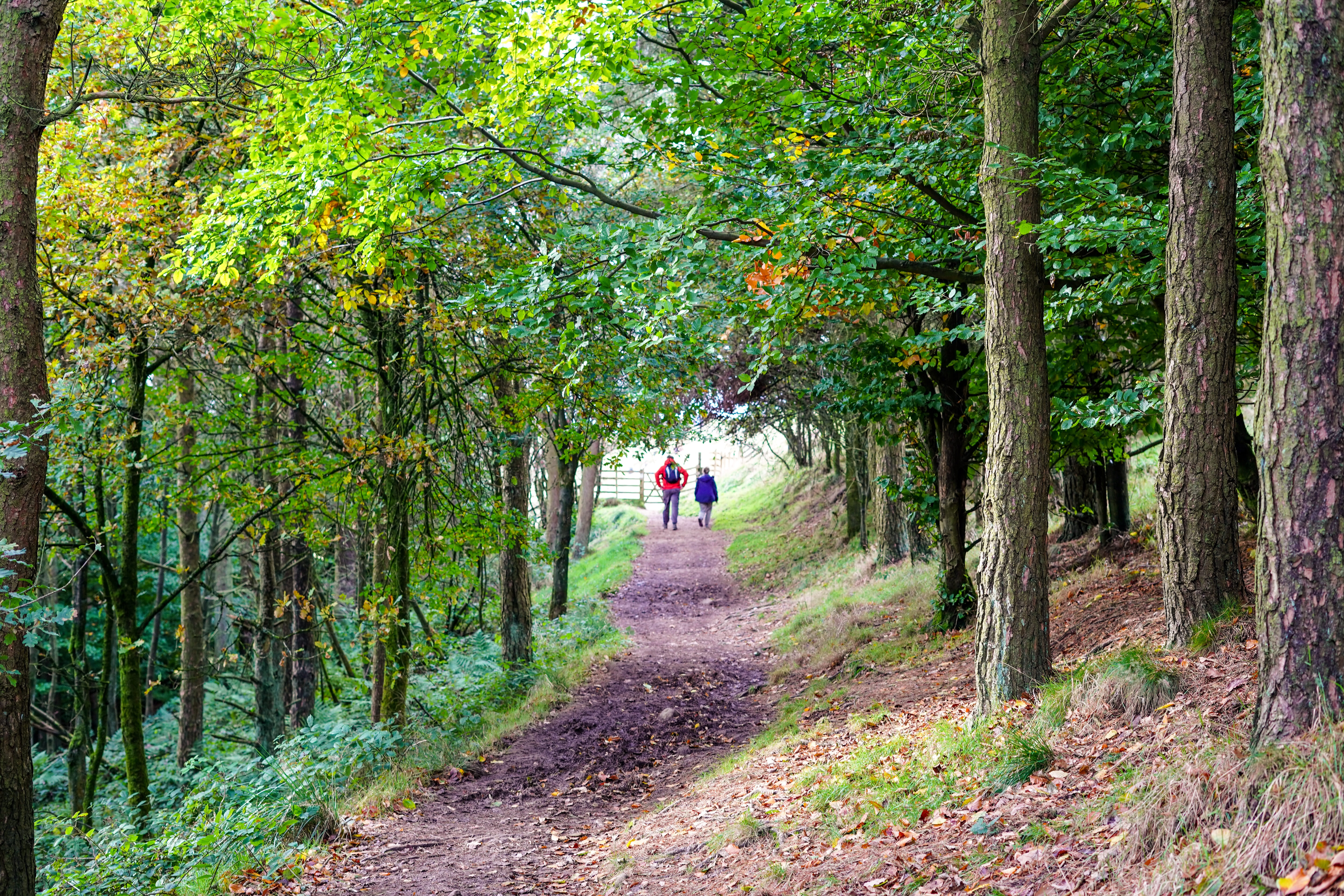 Get outside for 20 minutes per day