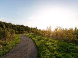 Boston Woods1