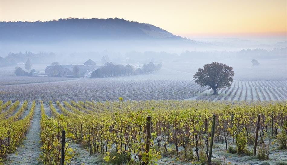 The Bright Skies Marathon is a thrilling daytime trail race following an undulating yomp through Surrey's rolling hills and the Denbies Estate in the Surrey Hills.